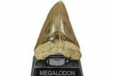 Serrated, Fossil Megalodon Tooth - Indonesia #214761-2
